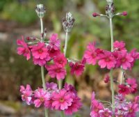 Bright pink flowers in whorls up rigid stems.